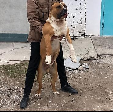 тайган ит: Питбуль, 7 айлык, Эркек, Эмделген — 4