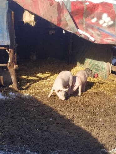 декоративные животные: Продаю | Поросенок | Крупная белая | На забой | Матка — 6