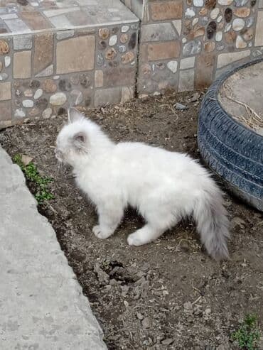 британская вислоухая кошка: Сиамская, 4 месяца, Мальчик, Серебристая шиншилла, Приучена к лотку — 3