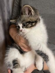 домик для котов: Скотиш Страйт (Шотландская прямоухая), 2 месяца, Мальчик, Приучена к лотку, Проглистована, С документами — 7