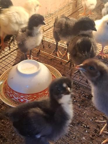 джерсийкий гигант: Продаю | Цыплята | Для разведения — 1