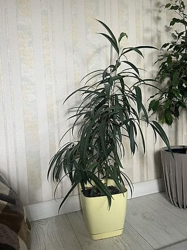 Комнатное растение в декоративном кашпо - Экзотическое лиственное