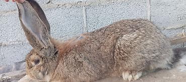 Продаю | Кролик самец | Фландр | Для разведения | Племенные