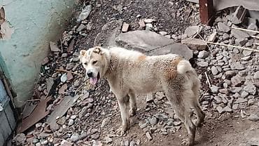 дрессировка собак бишкек: Алабай🚨🚨🚨 — 5