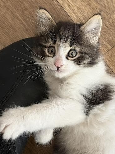 американский булли купить: Кошка даром: Экзотическая, 2 месяца, Мальчик, Метис — 1