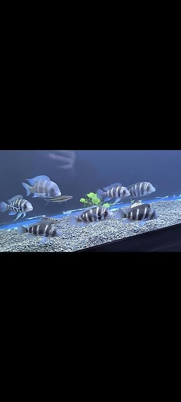 Аквариумный комплект с африканскими цихлидами и грунтом аквариум