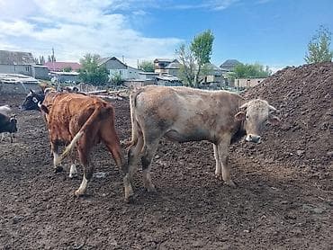 кой овца: Продаю | Бык (самец) — 2