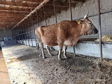 карова швицкая: Продаю | Корова (самка), Тёлка | Швицкая | Для разведения, Для молока | Стельные, Привязанные — 10