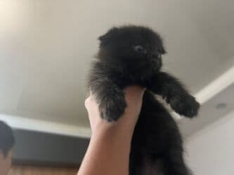 британская короткошёрстная кошка цена: Скотиш Страйт (Шотландская прямоухая), 1 месяц, Девочка, Серый, Метис, Приучена к лотку — 13