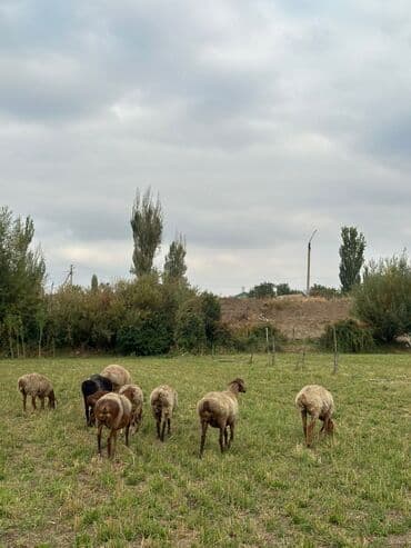продам козу дойную: Продаю | Овца (самка) | Для разведения | Ярка — 8