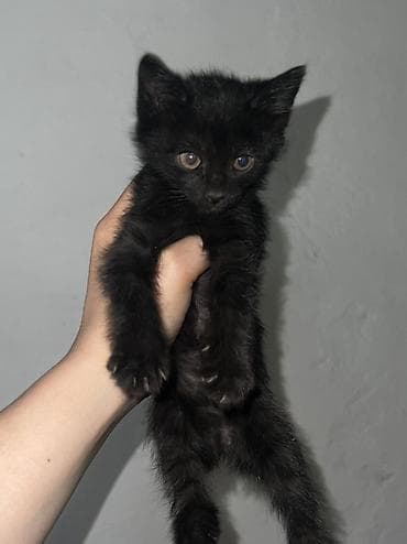 кошки манчкины: Ищем дом для котят 🐾 5 малышей, 1,5 месяца: 3 девочки и 2 мальчика — 6