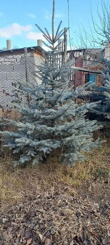 Бакча эмереги: Ели голубые . На участке растут взрослые и подрощенные экземпляры — 4