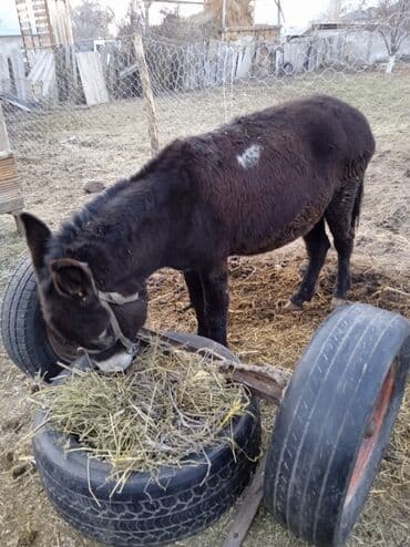 Кемирүүчүлөр: Домашний осёл, тёмной масти с белой мордой. Компактный, выносливый — 5