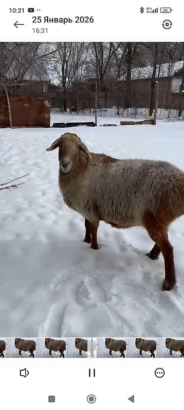 продам козу дойную: Продаю | Овца (самка) | На забой | Племенные — 1