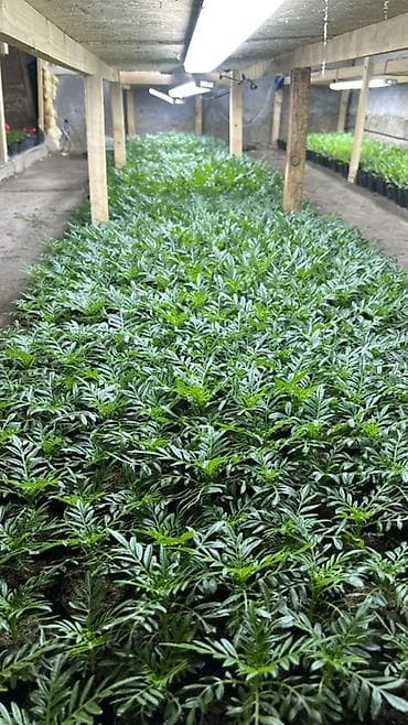 Үй жана бакча: Адрес г. Ош Штука 20 сом Оптом 15 сом Рассадa бархатцев (Tagetes) в — 4