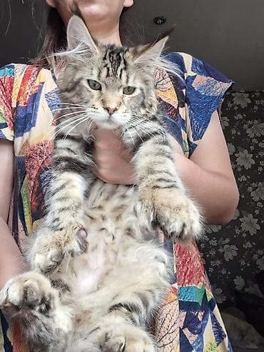 Мощные котята Мейн-куны, котята полностью вакцинированный с полным at lalafo.kg Мощные котята Мейн-куны, котята полностью вакцинированный с полным