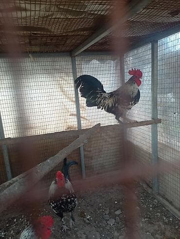 дикоративные куры: Продаю | Куры | Для разведения — 6