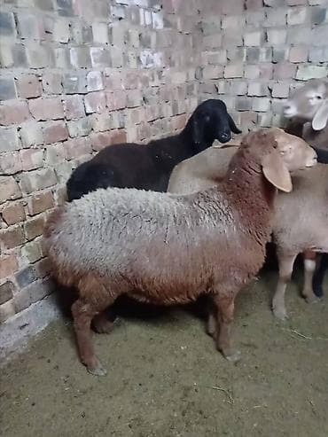 ак короз: Сатам | Козу | Арашан | Көбөйтүү үчүн — 1