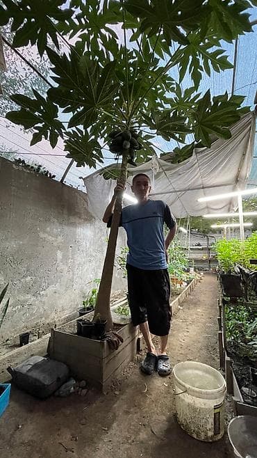 папайя: Саженцы папайи!!! 🌴🌴🌴 Дерево папайи может вырастать до 2,3 метра в — 5