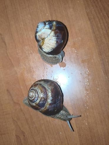 продаю раков: Улитки виноградные Французские(Helix pomatia) Цена за одну штуку - — 2