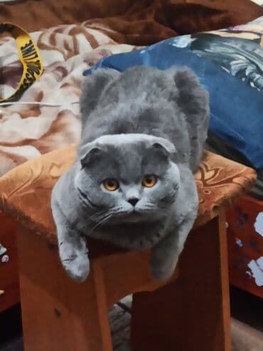 шотландская кошка скоттиш страйт: Вязка: Скотиш Фолд (Шотландская вислоухая), Мальчик, 3 года — 2