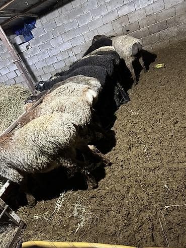 эшек осел: Продаю | Овца (самка) | Романовская | Для разведения — 1