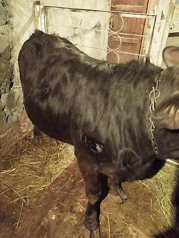 собака бульдог: Продаю | Бык (самец) | На откорм | Привязанные — 6