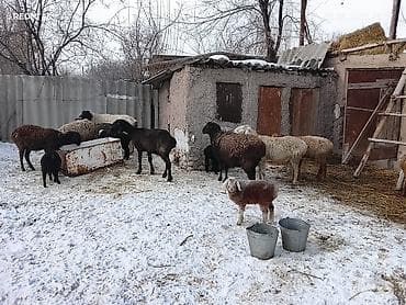 конь пони: Продаю | Овца (самка) | Для разведения | Матка — 3