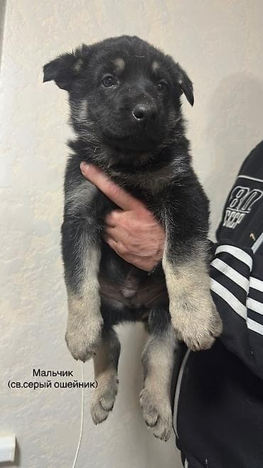 овчарки щенки: Щенки ВЕО 1.5 месяца с родословной . Окрас -чепрачный черный с — 8