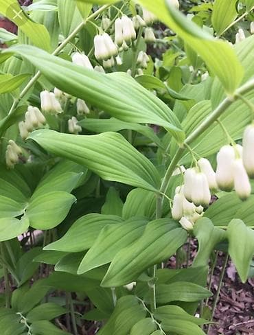 колокольчики: Купена королевский ландыш травянистое многолетнее растение, не — 4