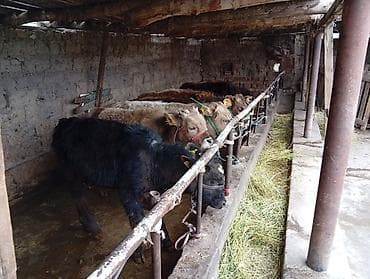 телята ангус: Продаю | Бык (самец) | Швицкая | На откорм — 5