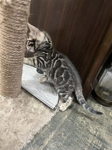 Бенгальская, 2 месяца, Мальчик