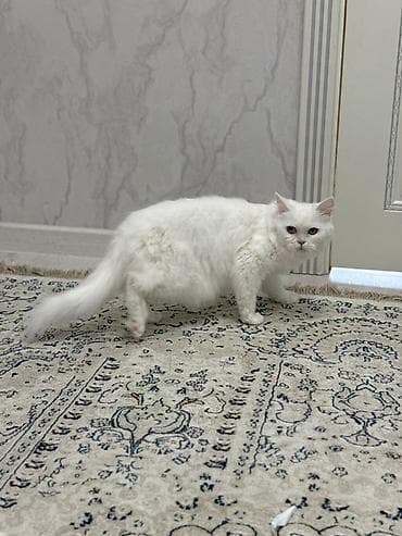 турецкая ангора кошка цена: Кошка даром: Скотиш Страйт (Шотландская прямоухая), Девочка, Приучена к лотку, Проглистована — 3
