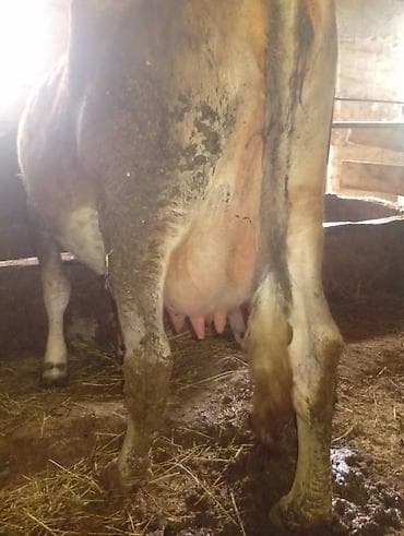 самый лучший сильный умный собака: Продаю | Корова (самка) | Для молока | После отела — 7