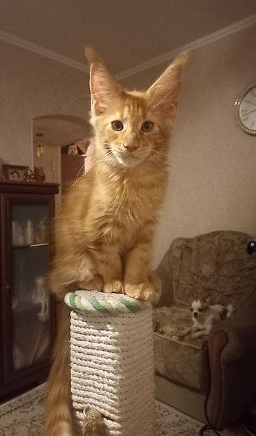 Животные: 🐾🐈 Котята мейн-кун, 2 шикарных котика готовы стать Вашими.❤️ Прививки — 3