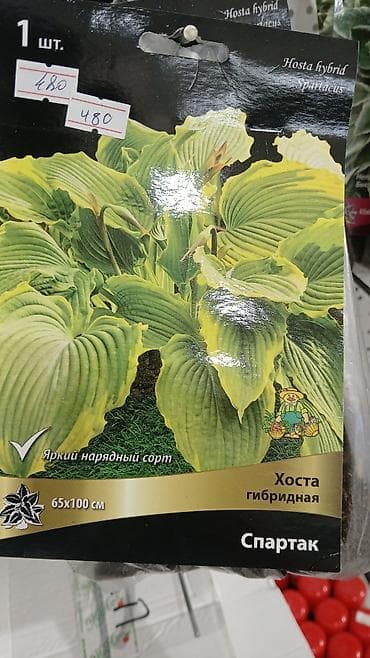 Хоста — набор сортов (по 1 шт. в упаковке) Доступные сорта по — 7