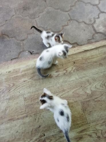 фри пир: Котята от домашней кошки - Порода: беспородные (домашние) - Окрас — 3