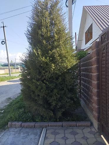Вечнозелёное хвойное дерево для ландшафта - Порода: можжевельник