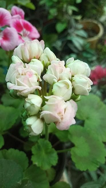 разведение: Пеларгонии (герань зональная) — сортовые кустики в горшках — 8