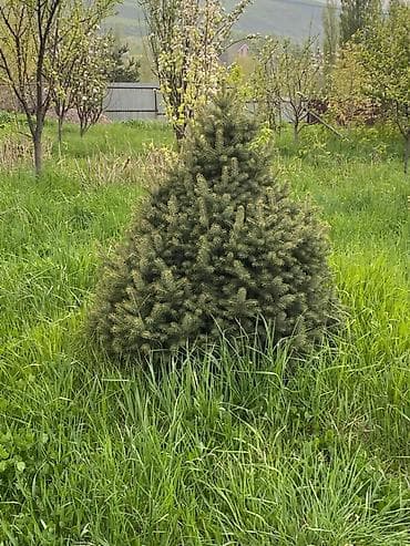 лимонное дерево купить: Ель колючая (Picea pungens) для озеленения участка - Породистые — 3