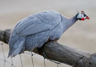 купить шимпанзе живую цена: Цесарки цена договорная — 1