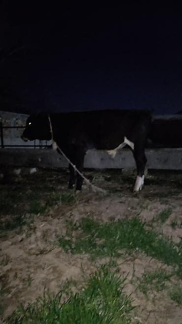 курцхаар цена щенка: Продаю | Бык (самец) | На откорм | Привязанные — 2