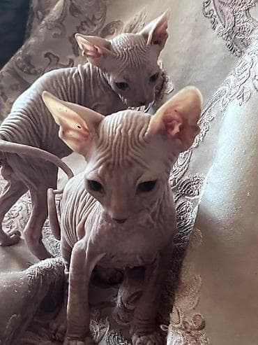 лысый кот сфинкс: Котята породы сфинкс - Окрас: светлый, «персиковый», без шерсти — 2