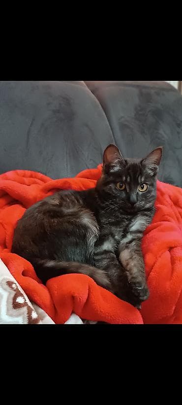 5 месяцев, Девочка