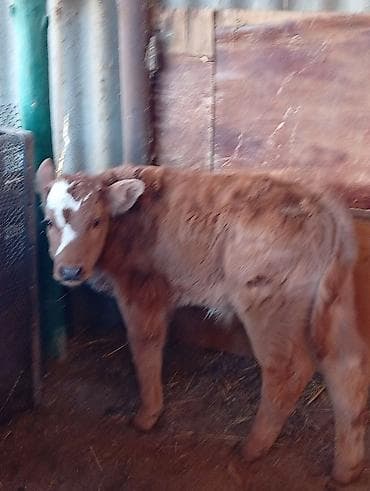 карликовой кури: Продаю | Музоо, торпок | Полукровка | На откорм — 1