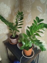 неделю: Продаю комнатные растения. Долларовое — 1