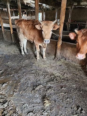 каракол животных: Продаю | Тёлка — 6