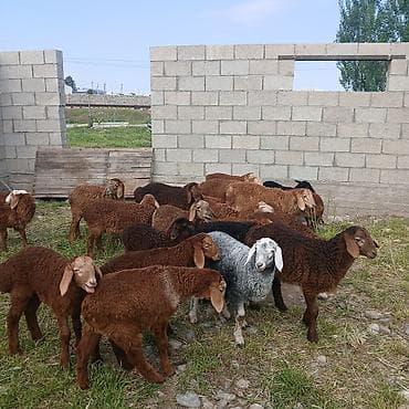 Животные: Продаю | Ягненок | Для разведения — 5