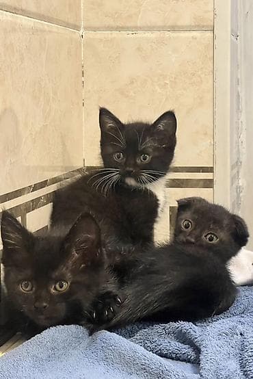 Мышыктар: Котята, окрас: черный и черно-белый (тукседо) Описание: - — 7