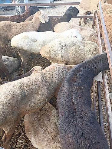 аквариумы с рыбками: Семиз багылган кочкорлор сатылат — 3